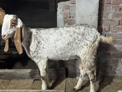 madsra Nasal Makhi Cheni