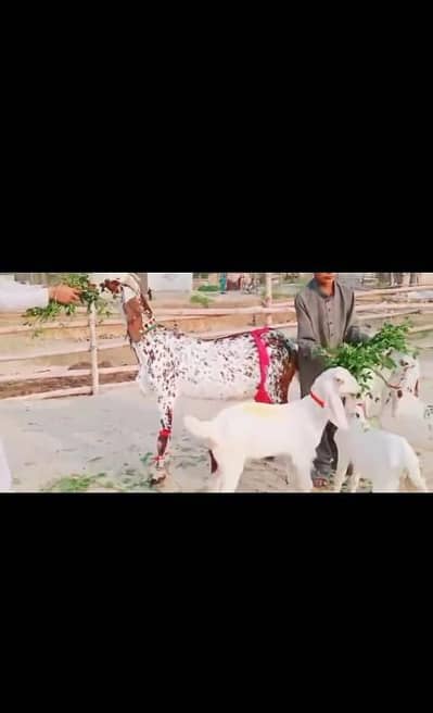 dasi bakri 3 bacho wali for sale WhatsApp number 0325,4984,056