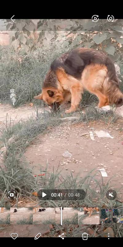 German shepherd female