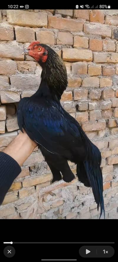 aseel patha home breed