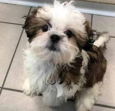 Shitzu Puppy| Shihtzu Male Puppy |Shihtzu Female |Shihtzu |Dog| Puppy