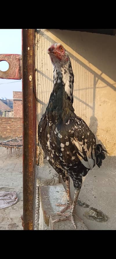 Aseel chine murge for sale