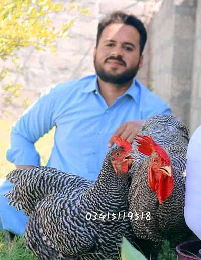 AlHafiz Fancy Birds Attock