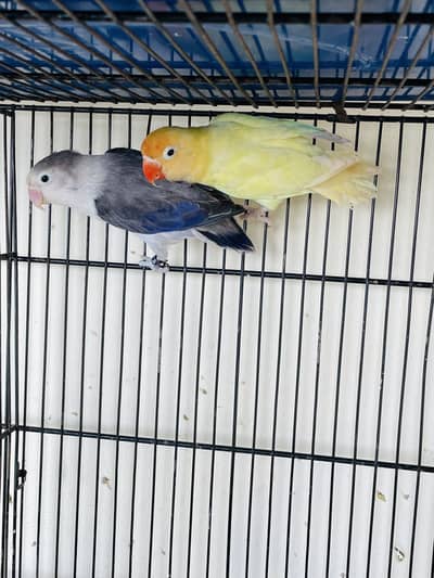 Love birds (Breeder pairs)