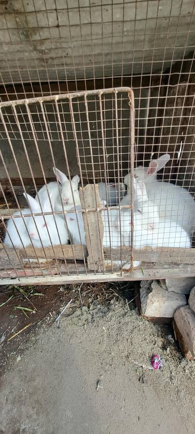 4 angora rabbits bunnies for sale