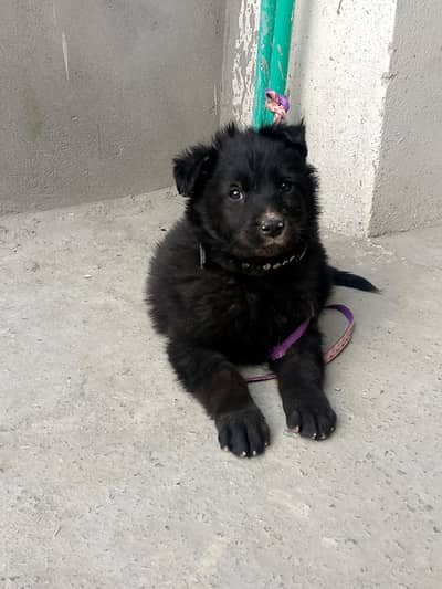black German shepherd triple coat puppies 3 month number 03215015287