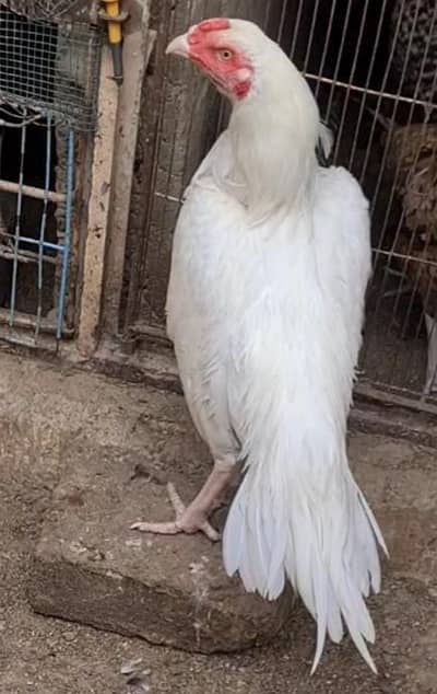 white #Heera #Aseel # miyanwali