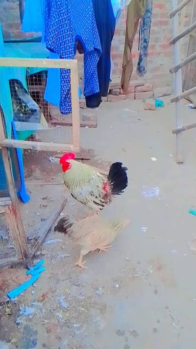 golden mesri hen active healthy eeg laiying