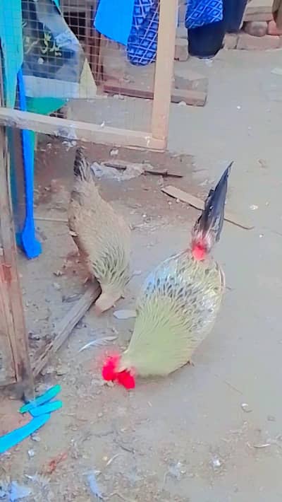 golden mesri hen active healthy eeg laiying