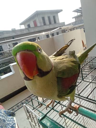 Full talking raw Alexandra parrot face to face talking