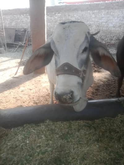 brahaman cholistani Bachri for sale location pul muzafarabad multan