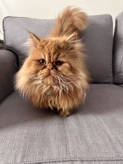 HIGH QUALITY PERSIAN CAT
