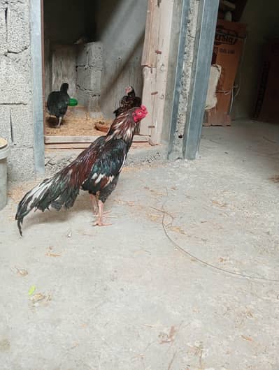 lasani ka pahta ha full breeder murga ha Kali mushki Madi ha or chini