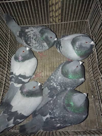 ریسربیلجیم اوریجنل