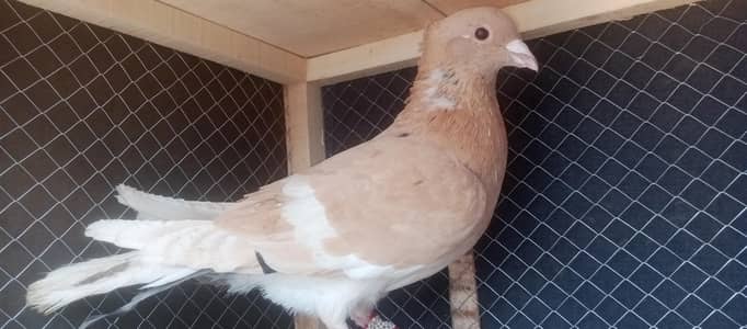 Breeder Male for Sale and Exchange possible