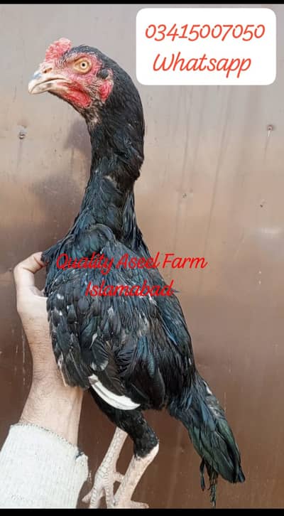 Mushka jora. . . . . . . . Best offer price!!