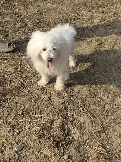 High quality Russian female dog for sale Whatsapp 0333=9037191