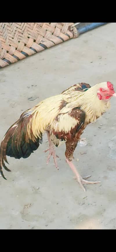 pila jawa  morga full active masha Allah or full redy hai