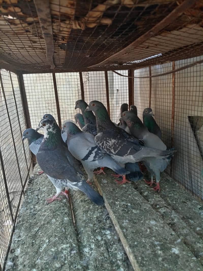 بلجیئم ریسر اوریجنل 1