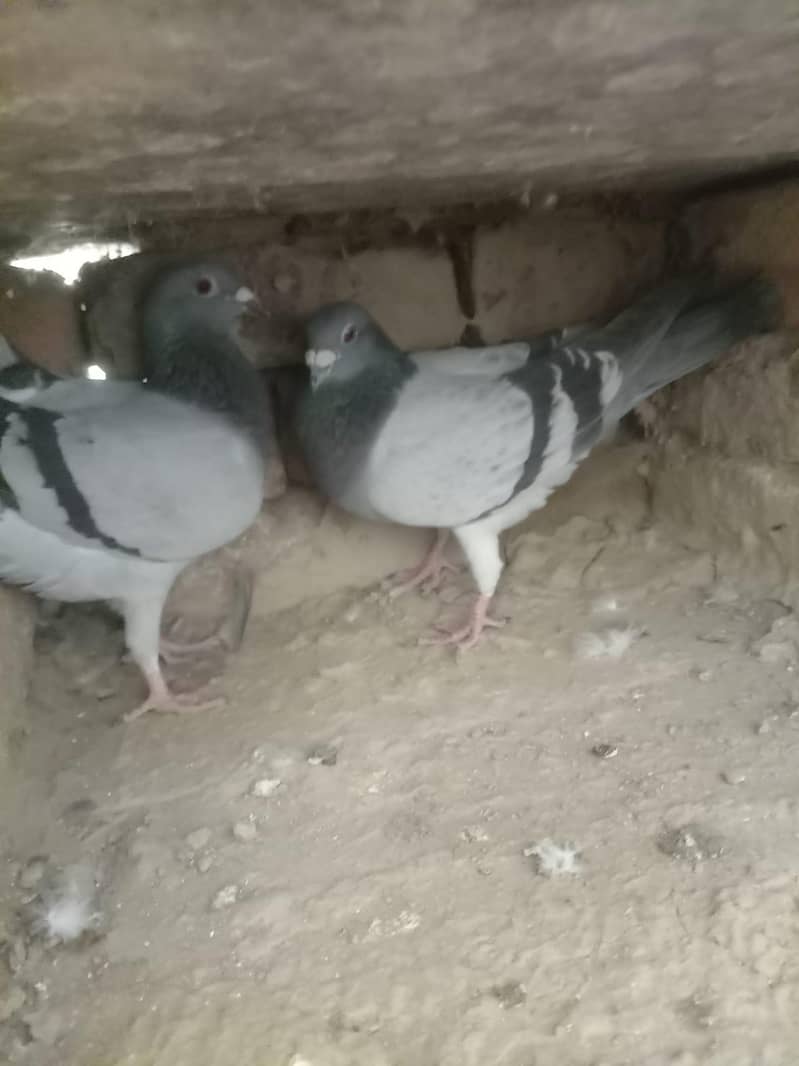 بلجیئم ریسر اوریجنل 2