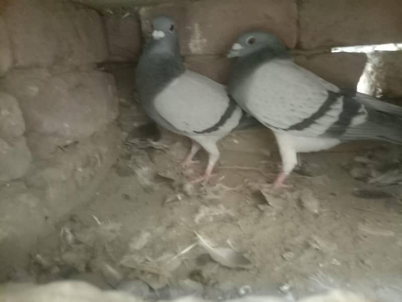 بلجیئم ریسر اوریجنل 3