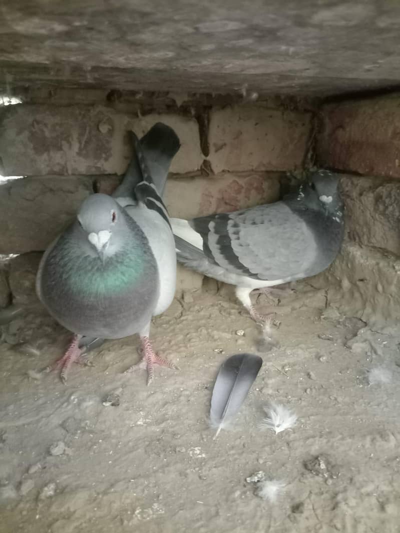 بلجیئم ریسر اوریجنل 4