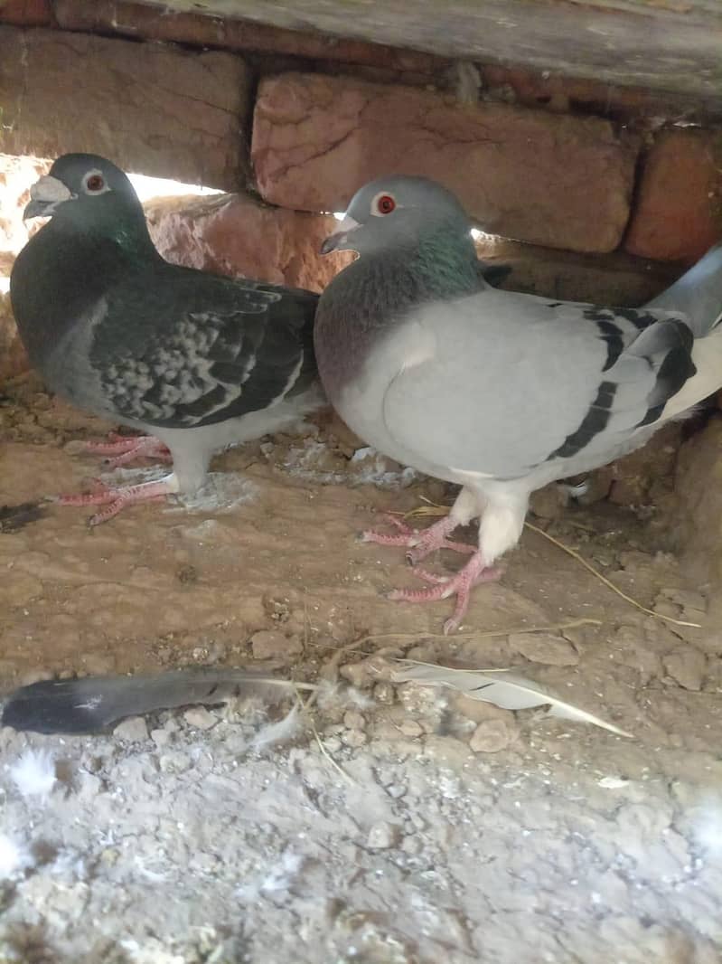 بلجیئم ریسر اوریجنل 5