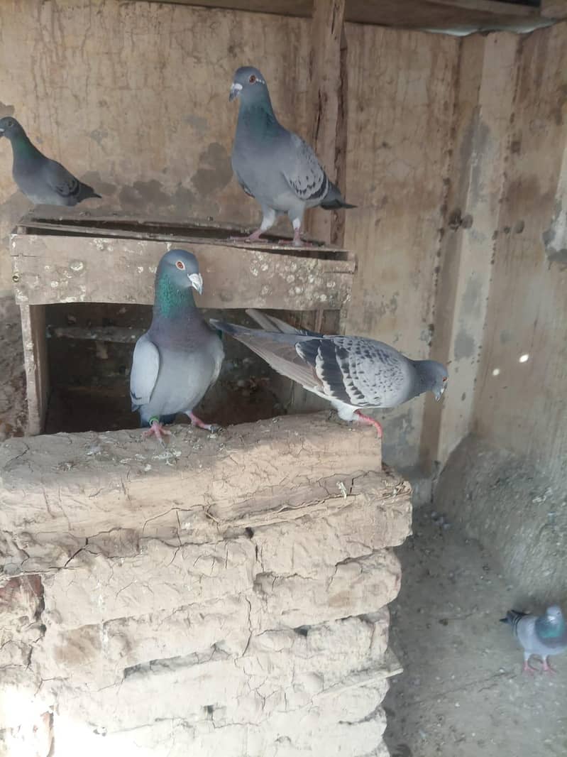 بلجیئم ریسر اوریجنل 6