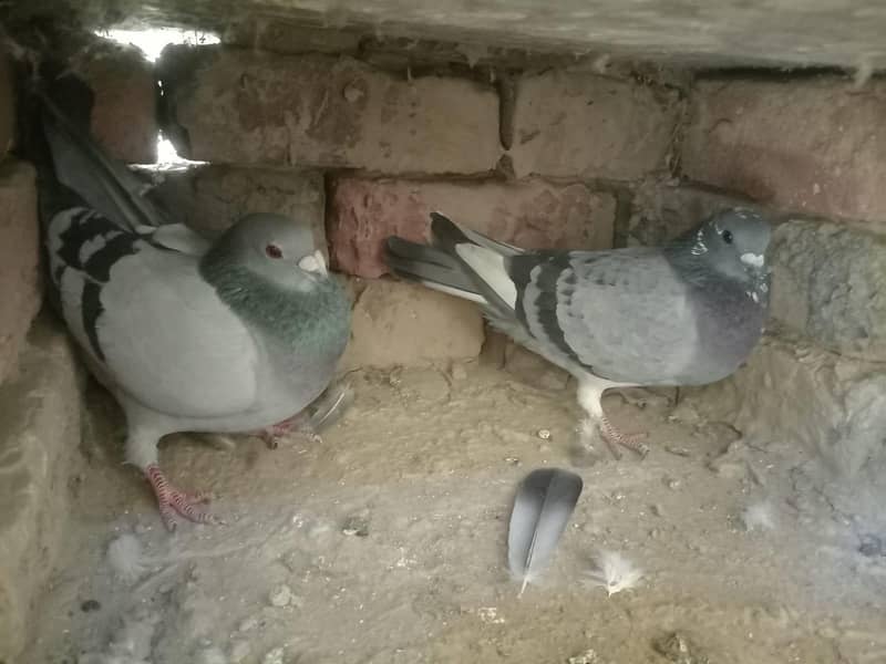 بلجیئم ریسر اوریجنل 7