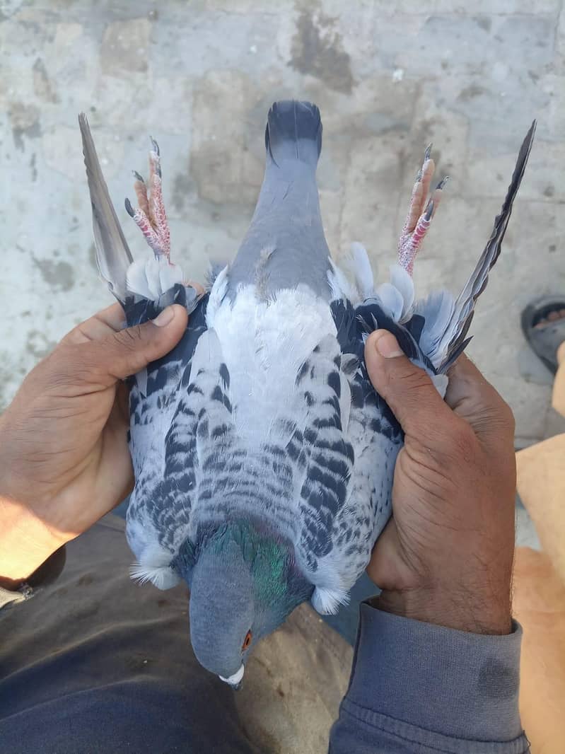 بلجیئم ریسر اوریجنل 8