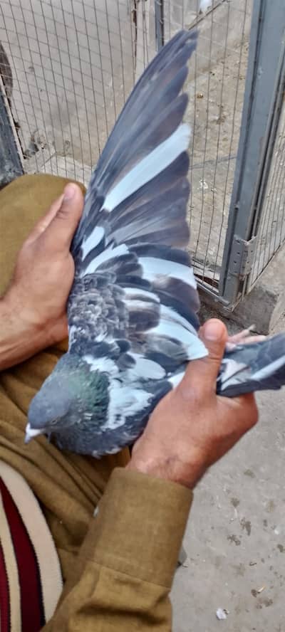 Pigeon for sale  healthy and active pair mashallah