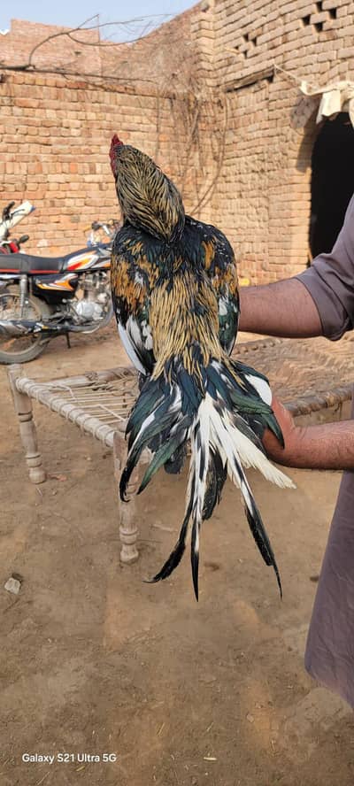 Zero Size Aseel Miyawali