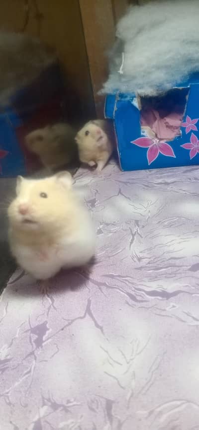 HAMSTERS