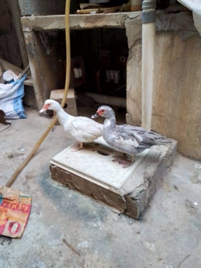 Fancy Ducks / Home & Farm Friendly / Ducks for sale