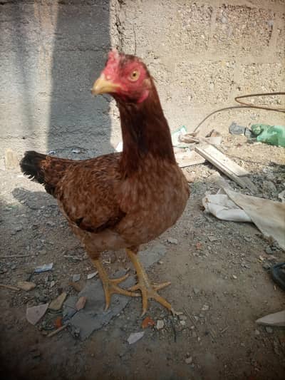 Aseel peela imported eyes  breed