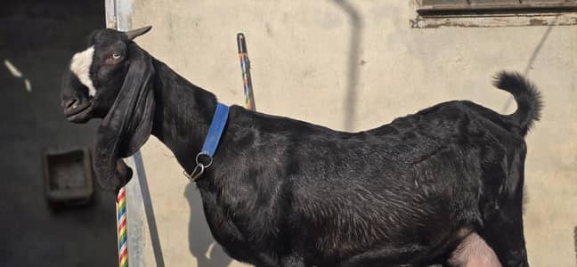 Pure Beetal Goat - Good Height, Long Ears, Milking 2-2.5 kg daily