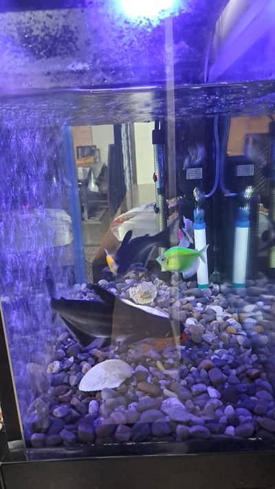 aquarium for sale with all fish