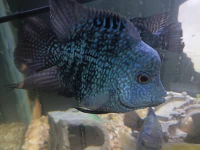 short body blue texas