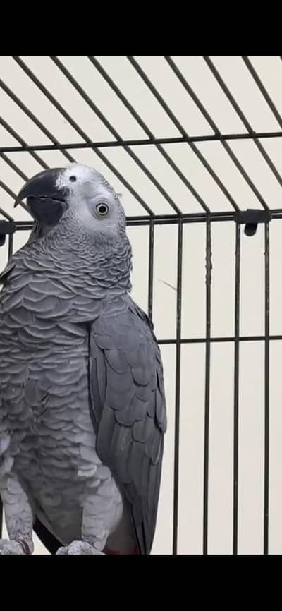 African grey