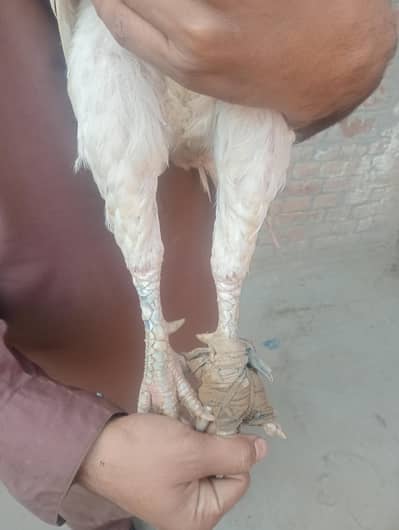 mia wally asil murka