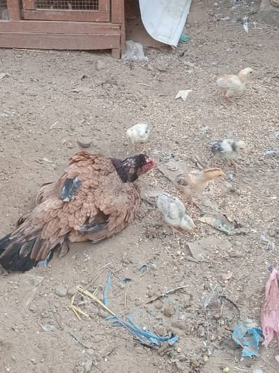 Aseel Chicks for Sale