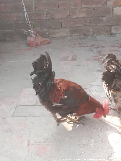 4 male hens for sale