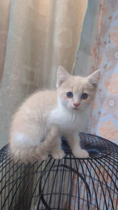 TRIPLE COATED PERSIAN KITTEN