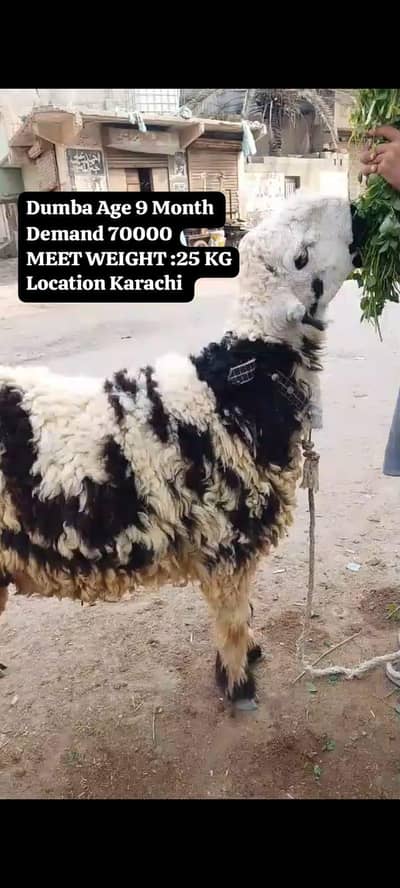 3 Dumba Available for sale hai Qurbani 2026  location Karachi