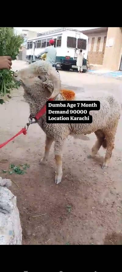 3 Dumba Available for sale hai Qurbani 2026  location Karachi