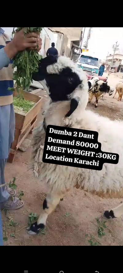3 Dumba Available for sale hai Qurbani 2026  location Karachi