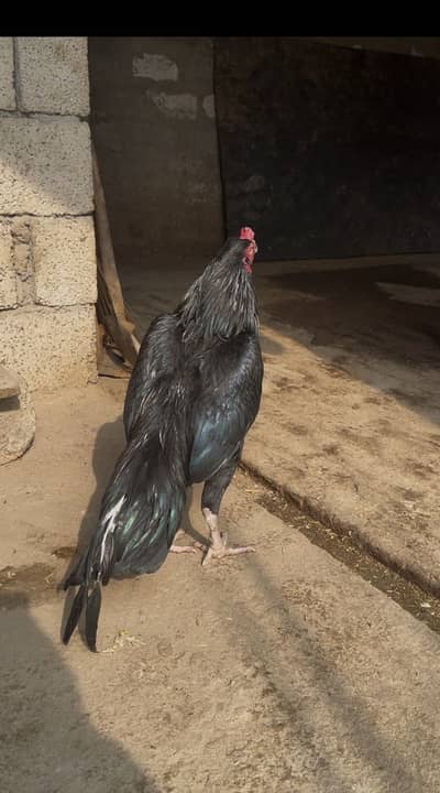 Mushka young male for sale