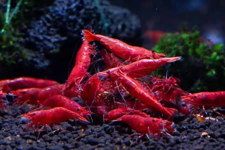 Fire red shrimps colony for sale