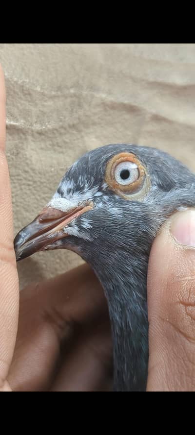 salari tedy femail Andy bcho ki garranty