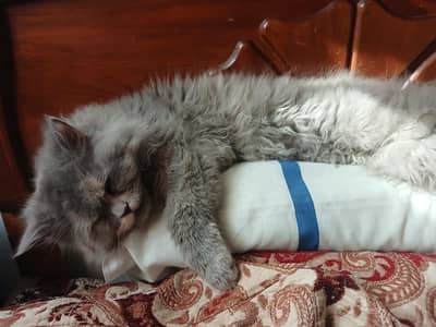 serious buyers only conteck